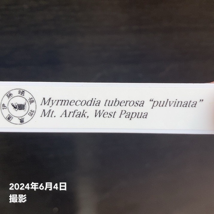 現品お届け】アリ植物 ミルメコディア Myrmecodia tuberosa 