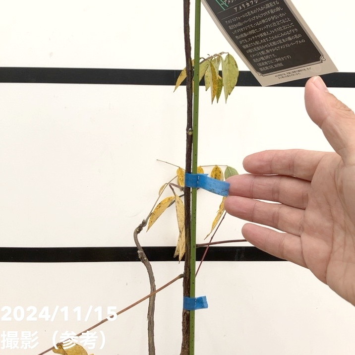 二季咲き藤 アメジストフォール 4.5号|花木10-TU