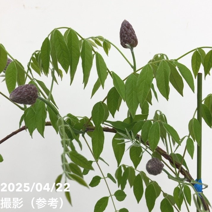 二季咲き藤 アメジストフォール 4.5号|花木10-TU