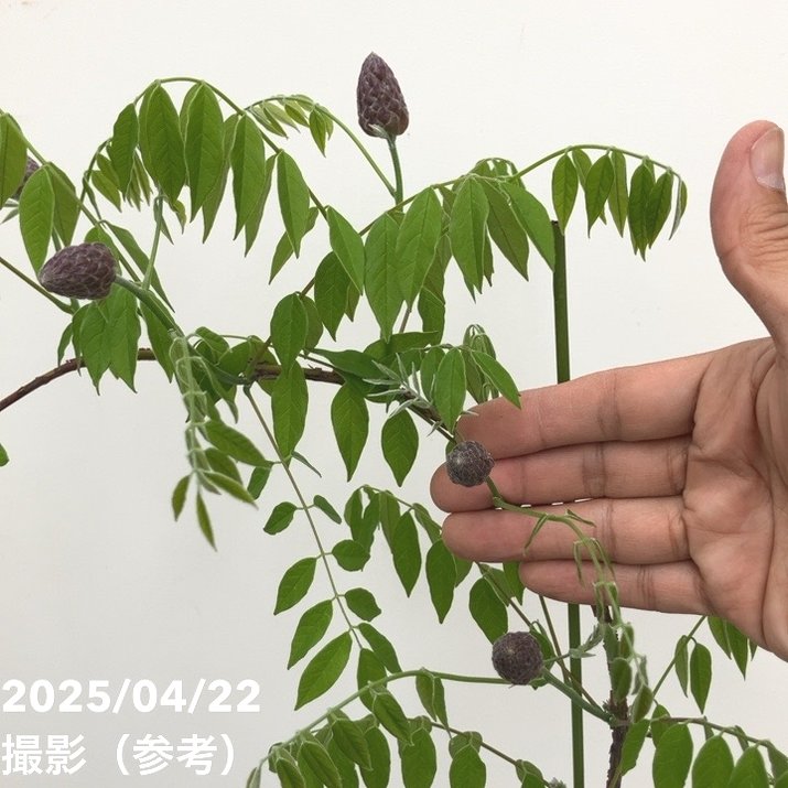 二季咲き藤 アメジストフォール 4.5号|花木10-TU