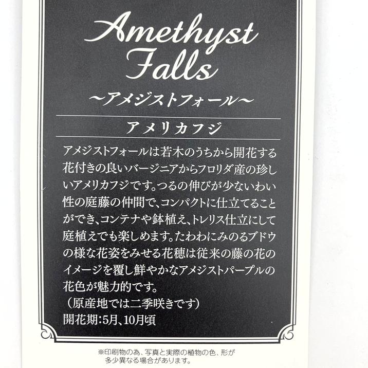 二季咲き藤 アメジストフォール 4.5号|花木10-TU
