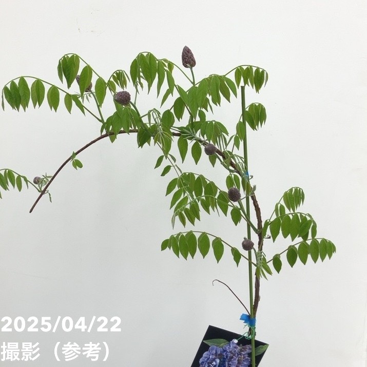 二季咲き藤 アメジストフォール 4.5号|花木10-TU