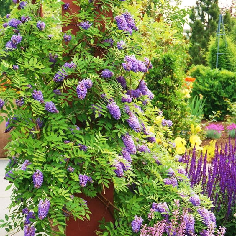 二季咲き藤 アメジストフォール 4.5号|花木10-TU