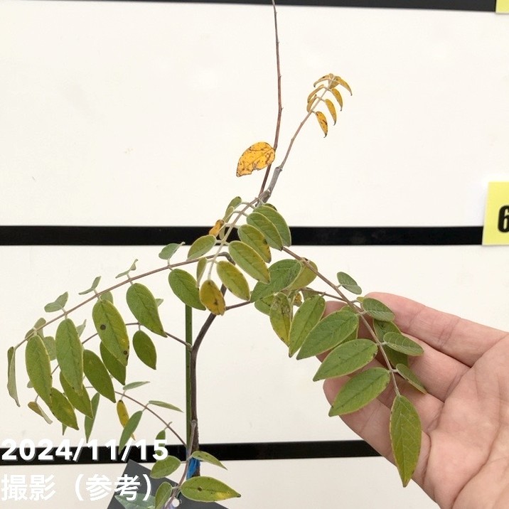 二季咲き藤 アメジストフォール 4.5号|花木10-TU