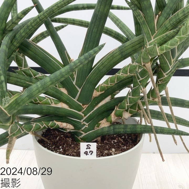 期間限定10％OFF！】【現品お届け】サンスベリア 6号 ベラ（クランプ