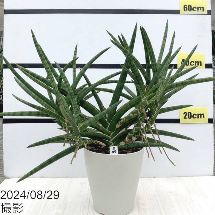 現品お届け】サンスベリア 6号 ベラ（クランプ仕立て）白プラ鉢（S47