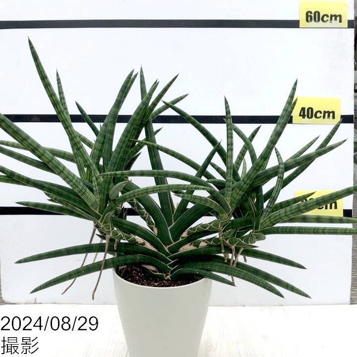 現品お届け】サンスベリア 6号 ベラ（クランプ仕立て）白プラ鉢（S47