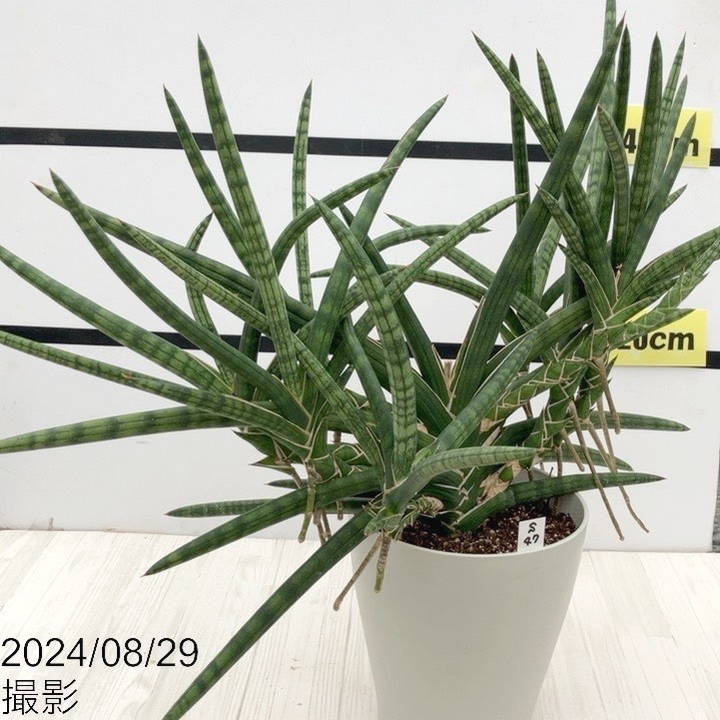 期間限定10％OFF！】【現品お届け】サンスベリア 6号 ベラ（クランプ