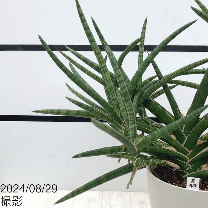 現品お届け】サンスベリア 6号 ベラ（クランプ仕立て）白プラ鉢（S47