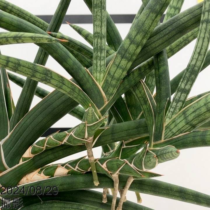 現品お届け】サンスベリア 6号 ベラ（クランプ仕立て）白プラ鉢（S47