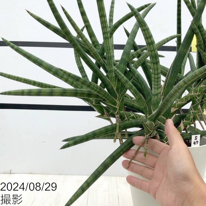 現品お届け】サンスベリア 6号 ベラ（クランプ仕立て）白プラ鉢（S47