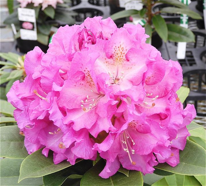 期間限定10％OFF！】シャクナゲ スーパーローディー 3.5号 レディー