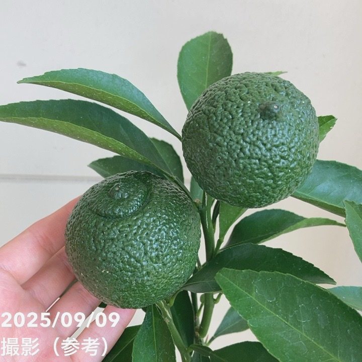 みかん 🆕ポンカン -2025-🆕 | Tangerine