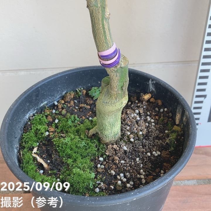 <実付き>みかん はるか 6号 2年生苗|柑橘|果樹04-PA