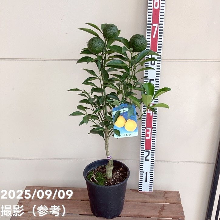 <実付き>みかん はるか 6号 2年生苗|柑橘|果樹04-PA