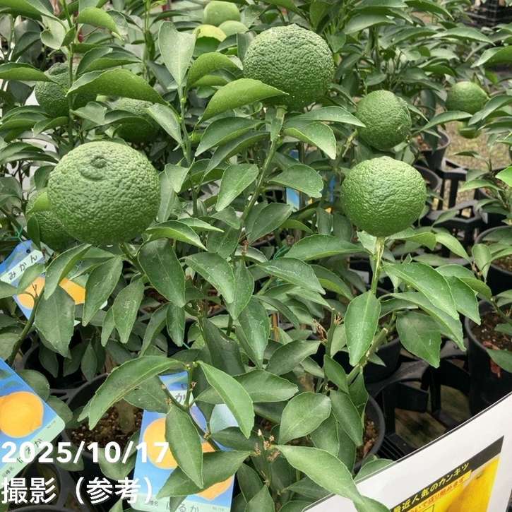 <実付き>みかん はるか 6号 2年生苗|柑橘|果樹04-PA