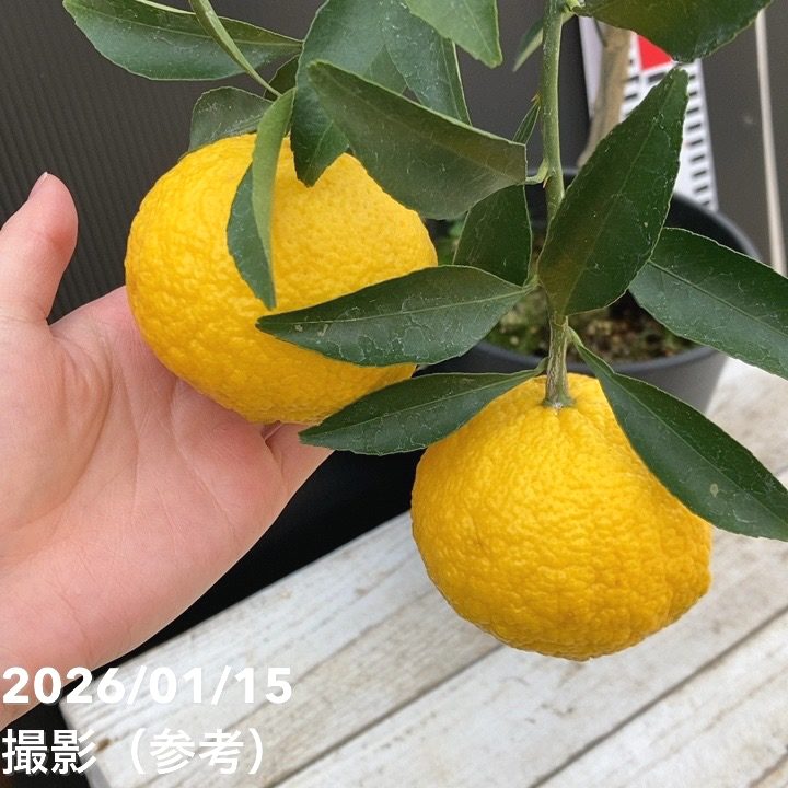 完熟実付き＞みかん はるか 6号 2年生苗｜柑橘｜果樹04-PA | 果樹,柑橘