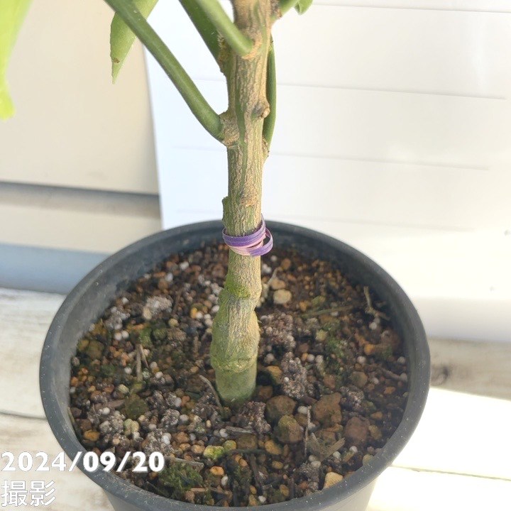 <実付き>みかん はるか 6号 2年生苗|柑橘|果樹04-PA