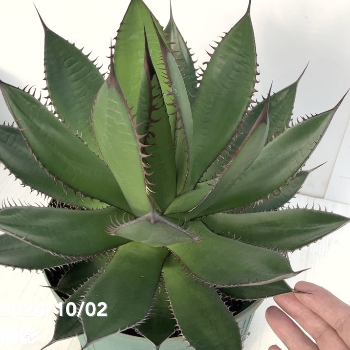 現品お届け】アガベ 7号 ホリダ horrida スリット鉢（A59）｜観葉01-D1