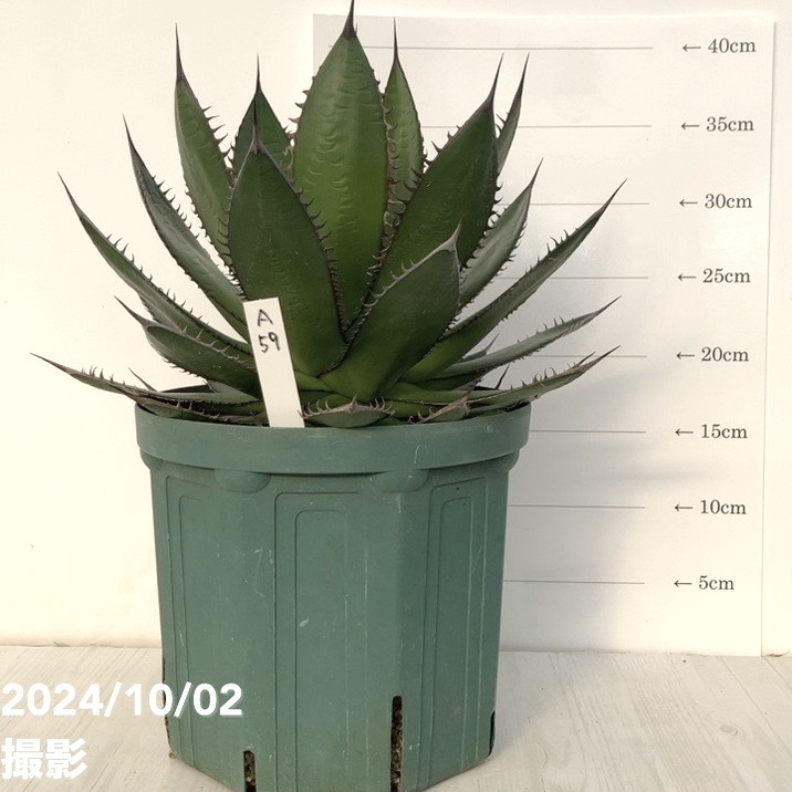 現品お届け】アガベ 7号 ホリダ horrida スリット鉢（A59