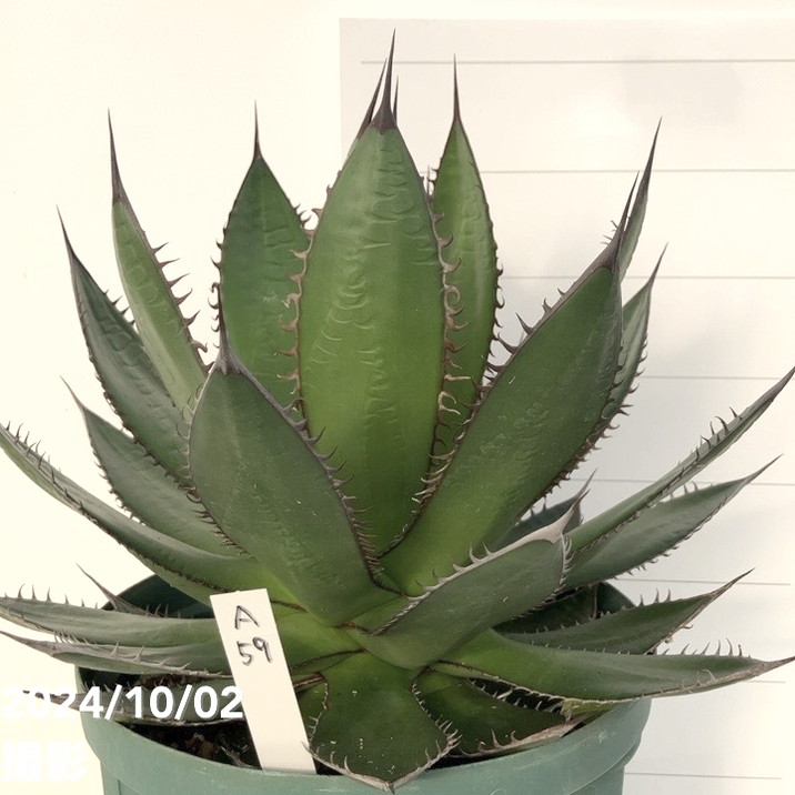 アガベ ホリダ Agave horrida ssp. horrida 黒い棘 アガベホリダ極上株