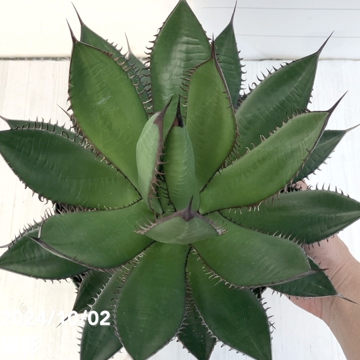 現品お届け】アガベ 7号 ホリダ horrida スリット鉢（A59）｜観葉01-D1