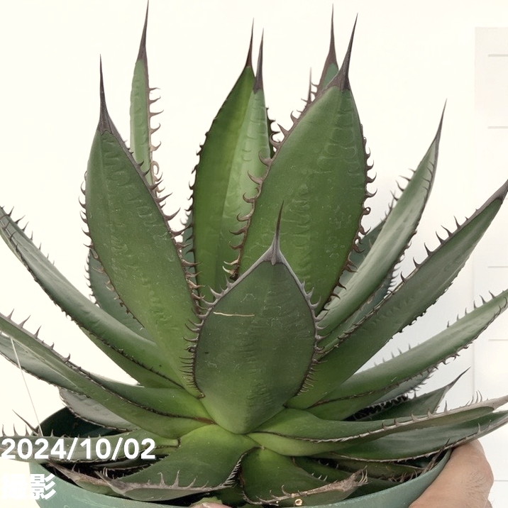 現品お届け】アガベ 7号 ホリダ horrida スリット鉢（A59）｜観葉01-D1