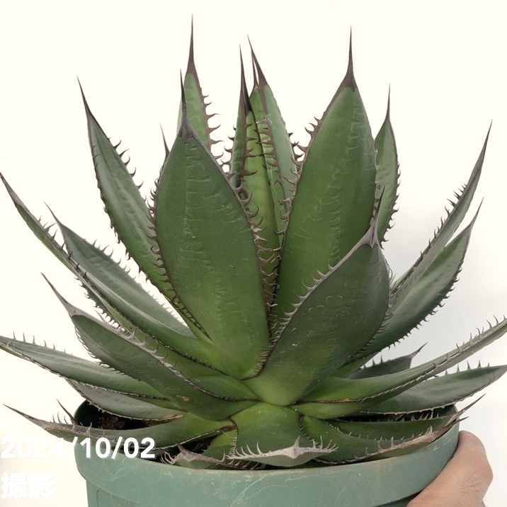 【大株】【鉢のまま発送】0836アガベ ホリダ アガベ ホリダ | GREEN LUCK