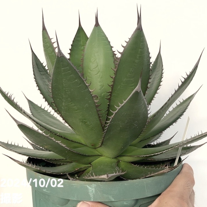 霍利達（ホリダ）x026 小株サイズHYBRID 鉢のまま発送 霍利達×厳龍（026）🔥 2ヶ月。 なかなか成長早いです😍 楽しみ😋 pic.1