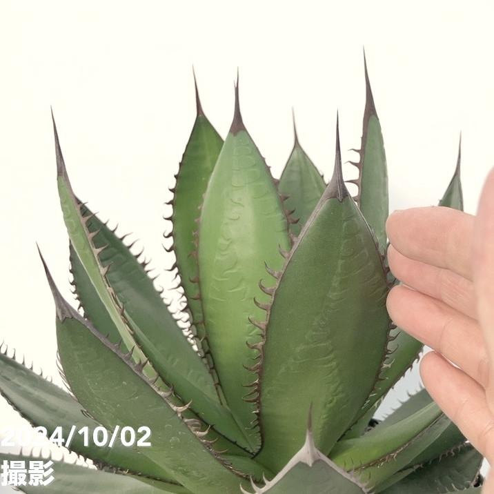 現品お届け】アガベ 7号 ホリダ horrida スリット鉢（A59）｜観葉01-D1