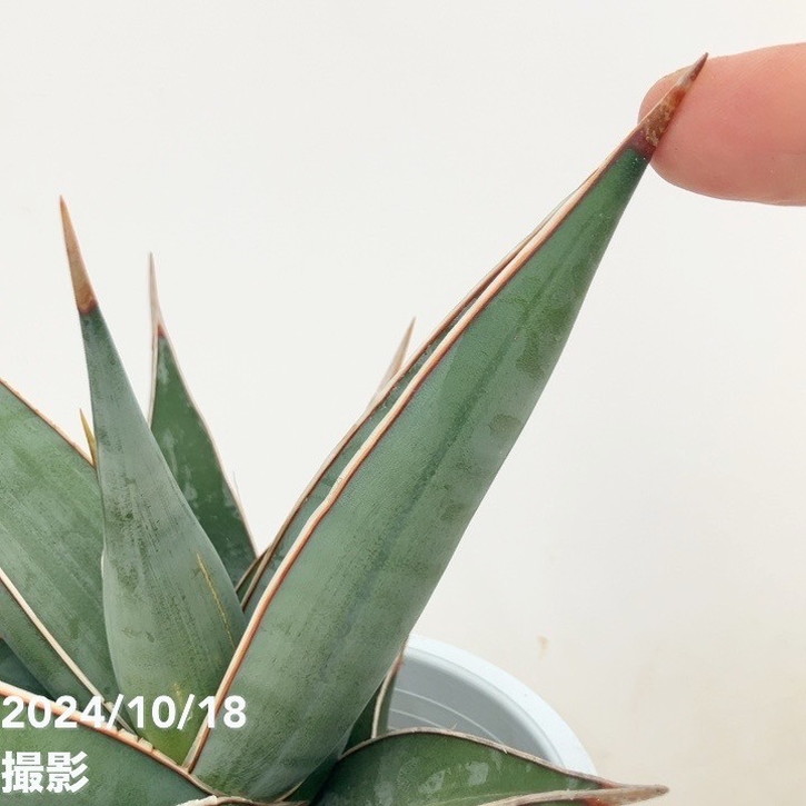 サンスベリア 4号 ピンギキュラ 生産鉢仕様｜観葉02-D2 | 観葉