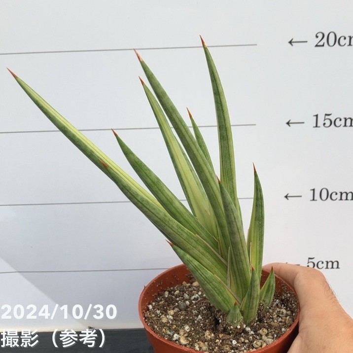 決算P5倍！10%OFF！8/2まで】【現品お届け】サンスベリア 3号
