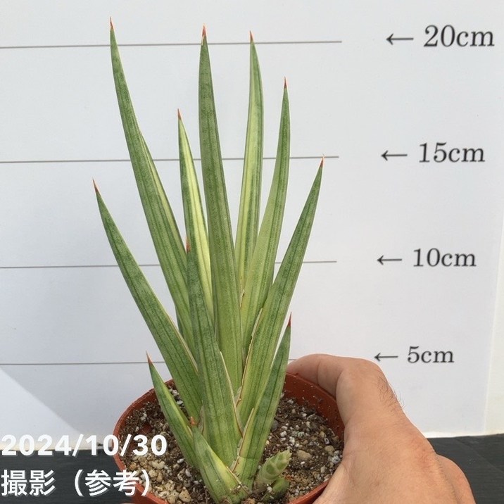 期間限定10％OFF！】【現品お届け】サンスベリア 3号 フランシシー