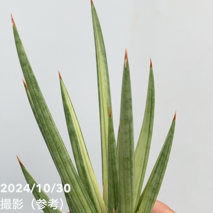 現品お届け】サンスベリア 3号 フランシシー 斑入り（S113