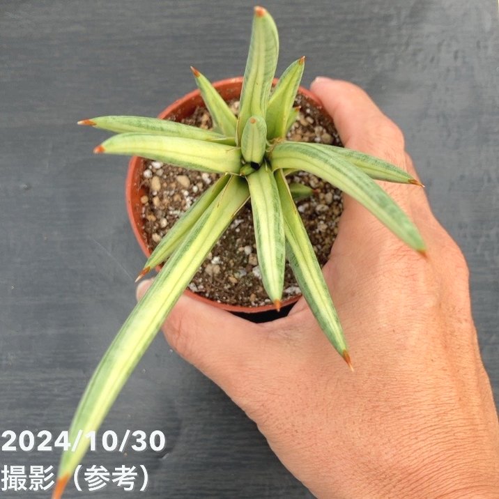 現品お届け】サンスベリア 3号 フランシシー 斑入り（S113）｜観葉02