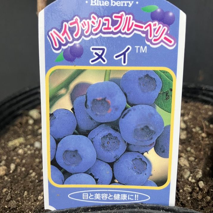 ブルーベリー苗 8本セット ブルーベリー苗 5号ポット8本セット