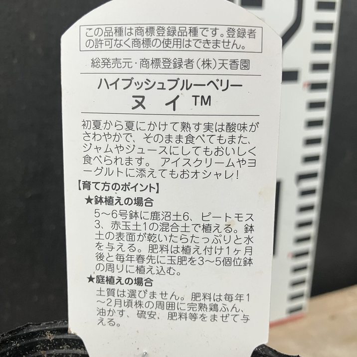 DIO ZX ファンシーレンズ
