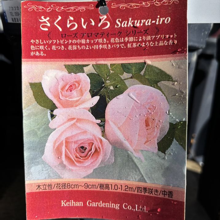 大バラ苗 和バラ 3年株　赤バラ 大バラ苗 和バラ 3年株 赤バラ 大バラ苗 和バラ 3