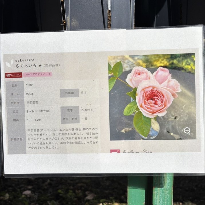 バラ大苗 さくらいろ 7号 京阪園芸｜花木04-PA | 花木・庭木,バラ
