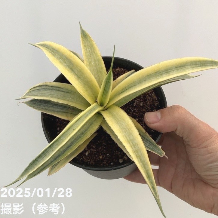 L*D様 サンスベリア　ウォーターメロン　大株　希少種　輸入株　サンセベリア　サ L*D様 サンスベリア ウォーターメロン 大株 希少種 輸入株