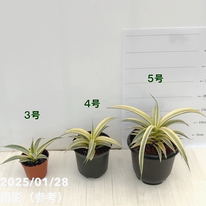 サンスベリア 4号 サイアムゴールド｜観葉02-D2 | 観葉・多肉