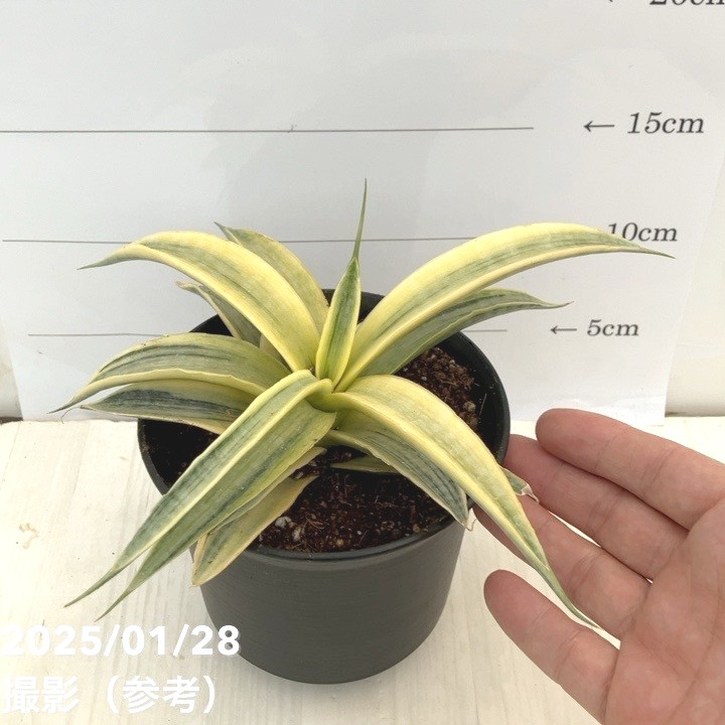 サンセベリア　サイアム　ゴールド　4号鉢 サンスベリア 4号 サイアムゴールド｜観葉02-D2 | 観葉・多肉