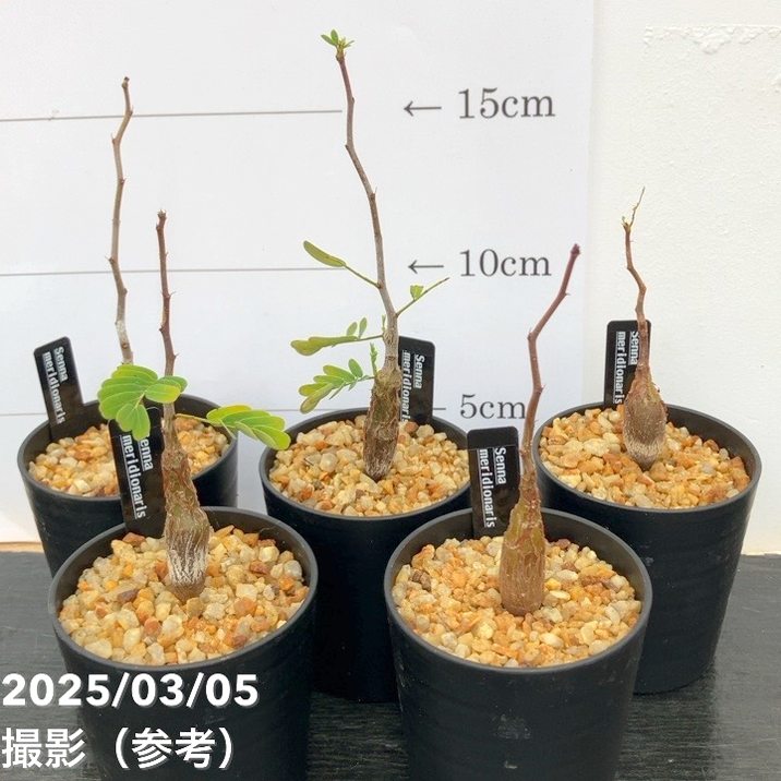 アンジーさん専用センナ メリディオナリス10 秋セール対象商品】カッシア(センナ) メリディオナリス 2.5号