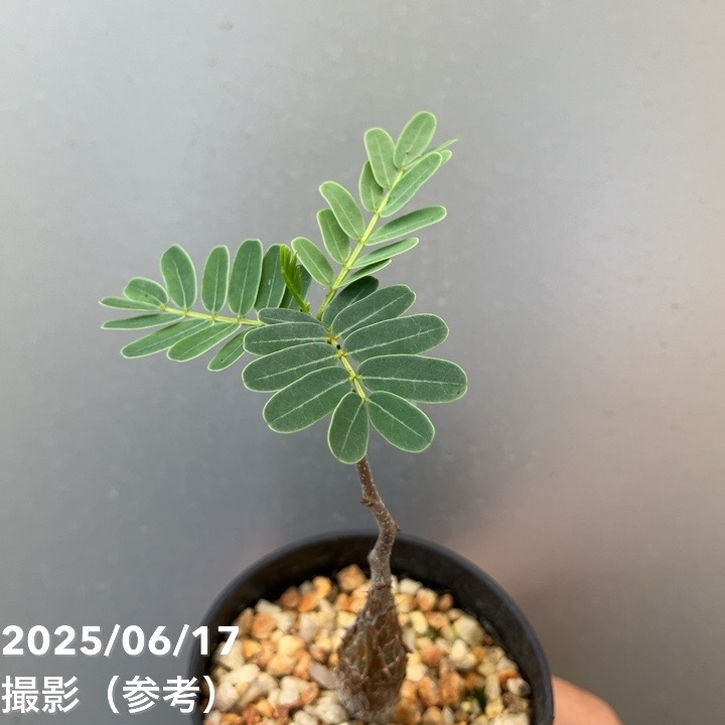 5/6特別価格　センナ　メリディオナリス 5/6特別価格 センナ メリディオナリス