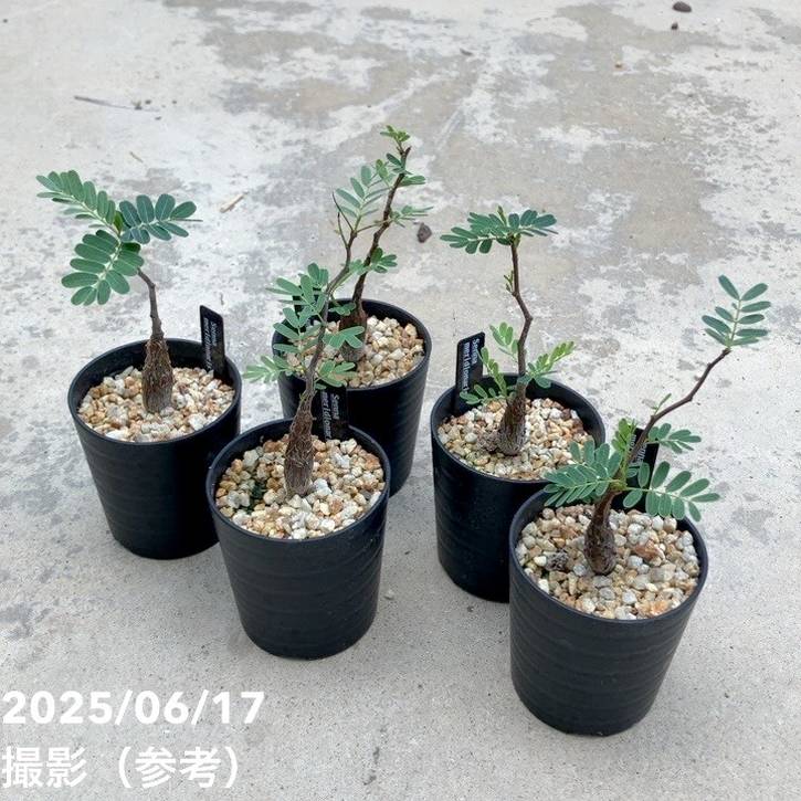 カッシア（センナ） メリディオナリス 2.5号｜観葉10-TU | 観葉