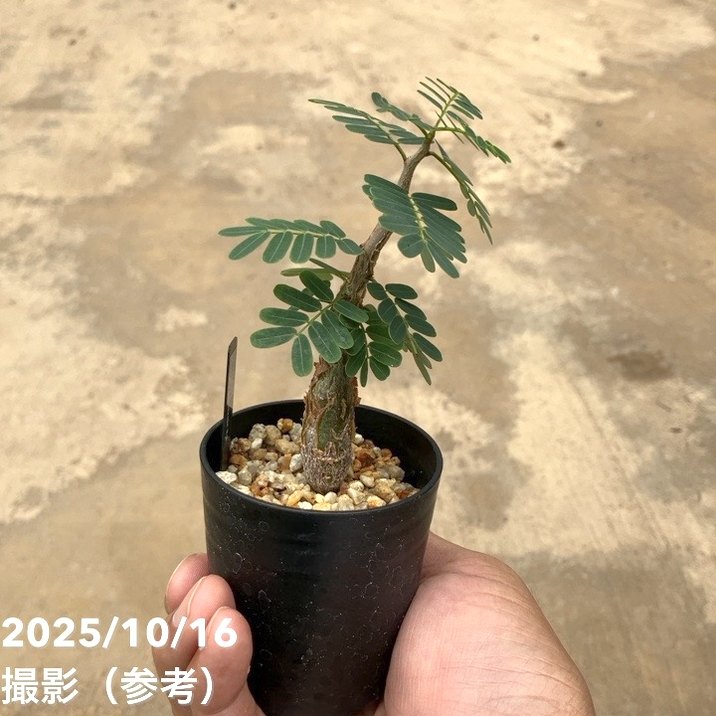 アンジーさん専用センナ メリディオナリス10 ザ・ファームセレクト]センナ：メリディオナリス 3号25-10 の