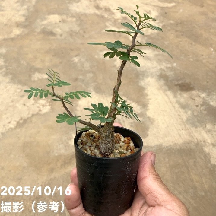 アンジーさん専用センナ メリディオナリス10 センナ・メリディオナリス(24may19.n1-2) | GOOD DAYS