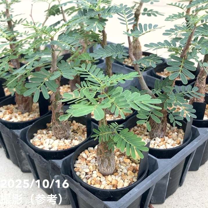 アンジーさん専用センナ メリディオナリス10 秋セール対象商品】カッシア（センナ） メリディオナリス 2.5号