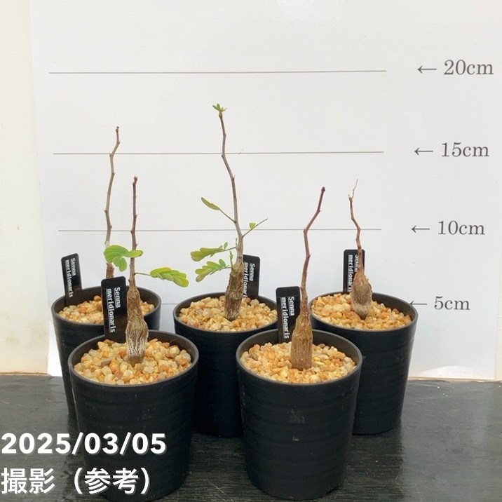 カッシア（センナ） メリディオナリス 2.5号｜観葉10-TU | 観葉・多肉
