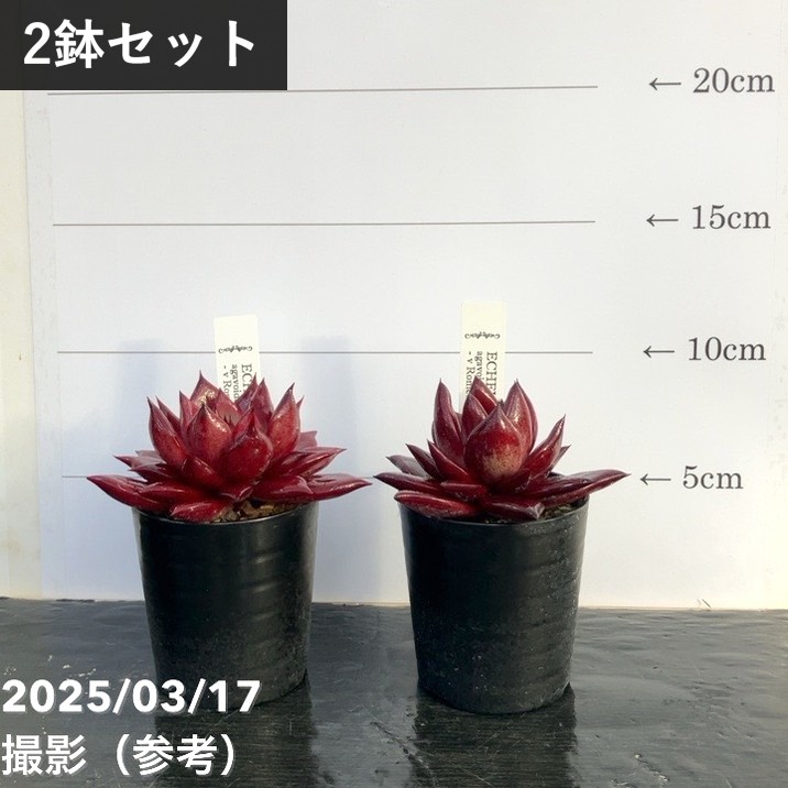 エケベリア 2.5号 ロメオルビン 2鉢セット｜観葉10-TU | 観葉・多肉